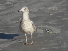 Larus delawarensis