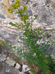 Hypericum perforatum