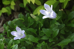 Campanula chamissonis