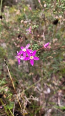 Calytrix fraseri