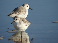 Calidris alba