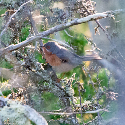 Western Subalpine Warbler (Curruca iberiae), photo 8
