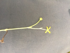 Ranunculus glabrifolius