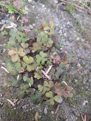 Oxalis corniculata