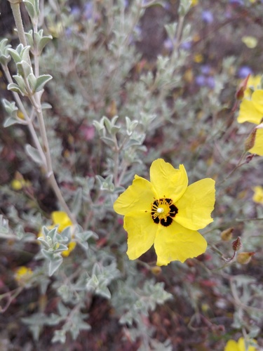 Cistus ocymoides Brot.