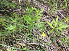 Ranunculus glabrifolius