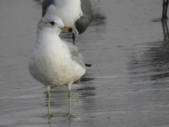 Larus delawarensis
