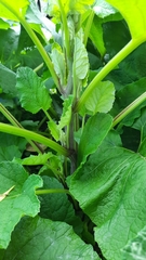 Arctium tomentosum