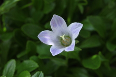 Campanula chamissonis