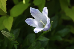 Campanula chamissonis