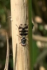 Ceroxys urticae