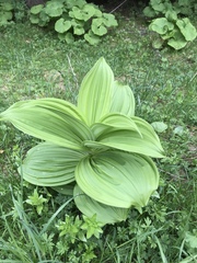 Veratrum lobelianum