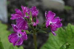 Primula sieboldii