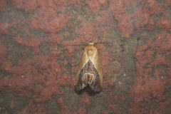 Maliattha chalcogramma