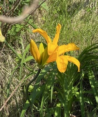 Hemerocallis middendorffii