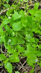 Stellaria media
