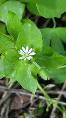 Stellaria media