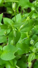 Stellaria media