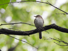 Muscicapa striata