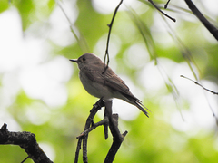 Muscicapa striata
