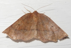Metarranthis duaria