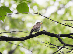 Muscicapa striata