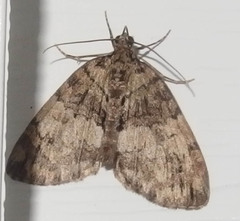 Hydriomena perfracta