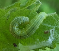 Orthosia cerasi