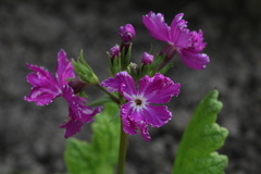 Primula sieboldii
