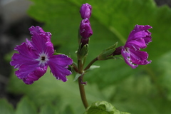 Primula sieboldii