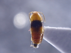 Tachyporus obtusus