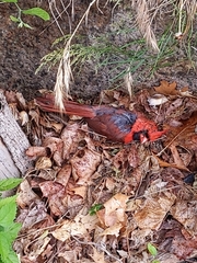 Cardinalis cardinalis