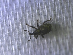 Tanysphyrus lemnae