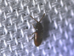 Atomaria