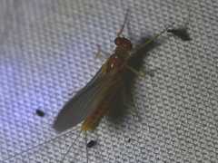 Ephemerella invaria