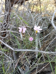 Oxalis polyphylla pentaphylla