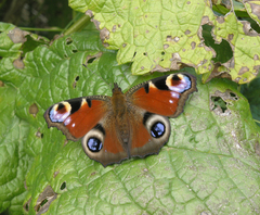Aglais io io