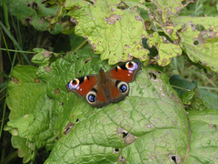 Aglais io io