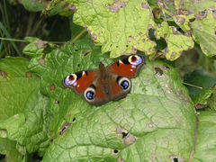 Aglais io io
