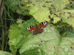 Aglais io io