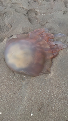 Rhizostomatoidea