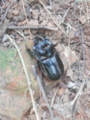 Trichogomphus mongol