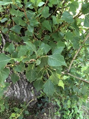 Populus nigra