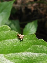 Dermatodina variegata
