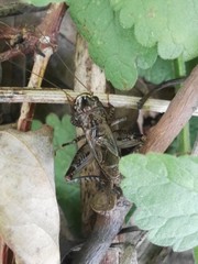 Loxoblemmus equestris