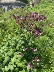 Aquilegia oxysepala