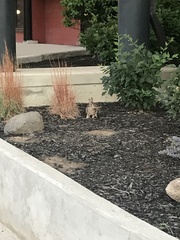 Sylvilagus floridanus