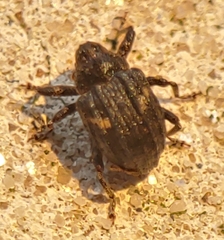 Eubulus bisignatus