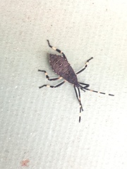 Gelonus tasmanicus