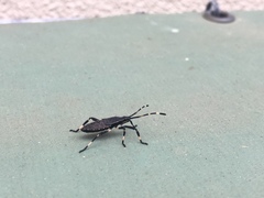 Gelonus tasmanicus